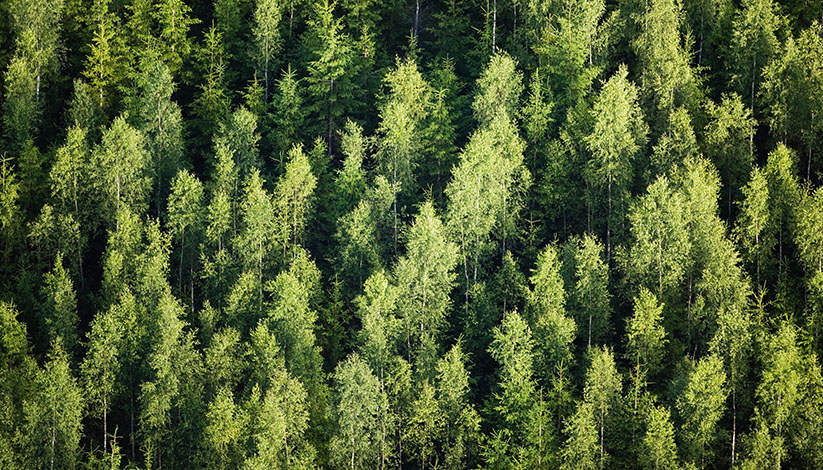 Aerial view of forest